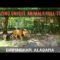 Birmingham Alabama Zoo FULL Tour