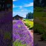 [ID: TC1dVBc8qks] Youtube Automatic