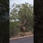 [ID: tp_lnCmfWXk] Youtube Automatic
