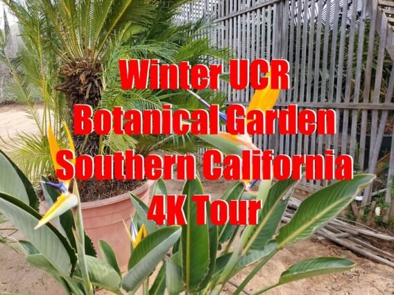 [ID: uSa6X4ecF9g] Youtube Automatic