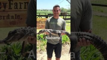 [ID: vgYnm3dldFM] Youtube Automatic