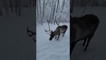 Private: [ID: 9p__1Ydggj0] Youtube Automatic