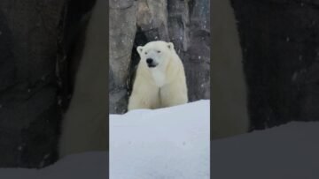 Private: [ID: J_qJjc0Evpo] Youtube Automatic