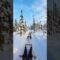 Can’t Stop #dogsledding #northpole #shorts