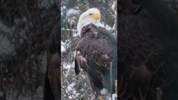 Private: [ID: m9w60mR2S0s] Youtube Automatic