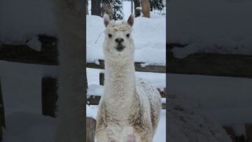 Private: [ID: PtgL5n91WUU] Youtube Automatic