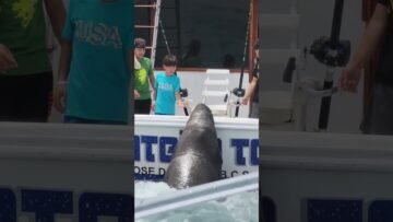 Private: [ID: 8BT9pMqmi7k] Youtube Automatic