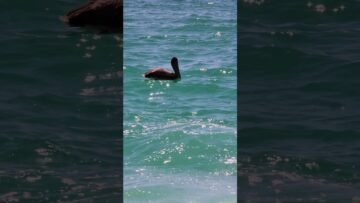 Private: [ID: Bxxw02ovkn8] Youtube Automatic