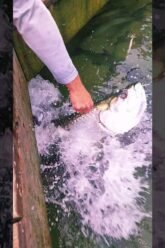 Private: [ID: IaZjqj7oyco] Youtube Automatic