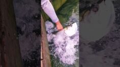 Private: [ID: IaZjqj7oyco] Youtube Automatic