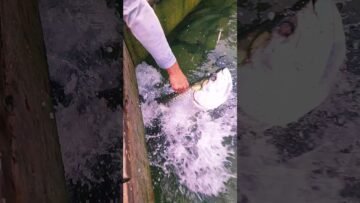 Private: [ID: IaZjqj7oyco] Youtube Automatic