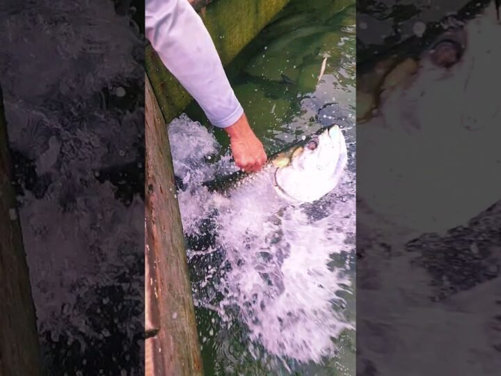 Private: [ID: IaZjqj7oyco] Youtube Automatic