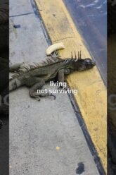 Private: [ID: mC4xUhS9eMk] Youtube Automatic