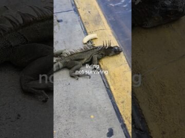 Private: [ID: mC4xUhS9eMk] Youtube Automatic