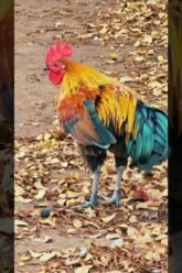 Private: [ID: p0uJwcFqwt8] Youtube Automatic